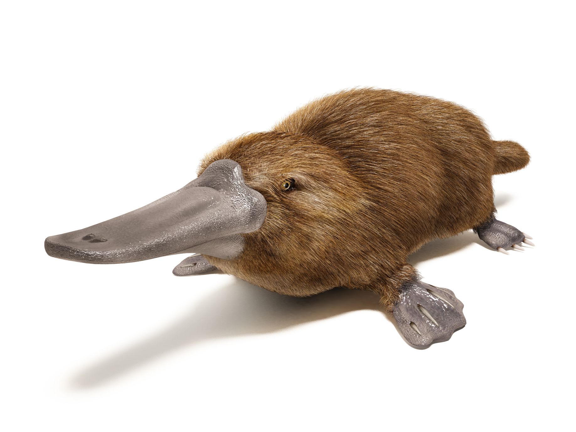 slides/platypus.jpg